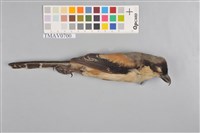 藏品(棕背伯勞)的圖片